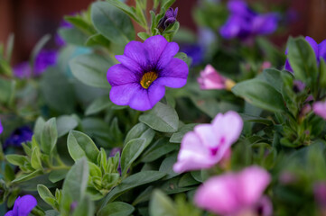 Colorful blossom of petunia decorative plant growing in hanging basket in garden