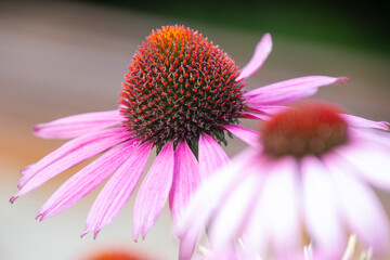 Zauberhafte Blüte - Echinacea Purpurea lila