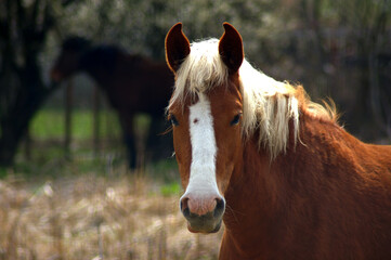 Palomino horse looking towards the viewer. Pinto horse portrait. Silhouette of a black horse under...