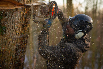 Tree surgeon chopping a tree down - obrazy, fototapety, plakaty