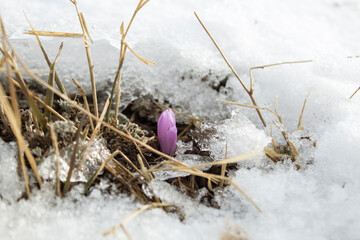 small snowdrop from under the snow