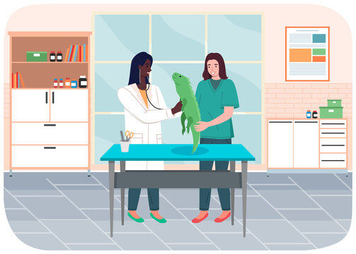 Doctor women with iguana in medical office. Veterinarian female character holding big green lizard