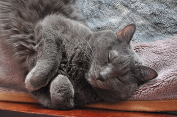 Russian blue cat in sleeps on the bed