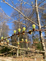 Knospen am Baum im Frühling