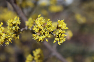 Spring budding Cornus mas is commonly known as dogwoods. Cornelian cherry or European cornel is a shrub with red fruits that is also often wild. He is also one of the medicinal plants. 