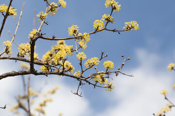 yellow cornus fruit flower against the sky.