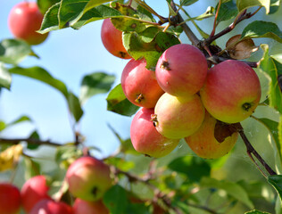 Obraz premium Red ripe apples on apple tree branches