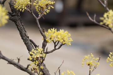 yellow cornus fruit flower against the sky.