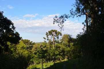 Obraz premium sun and trees