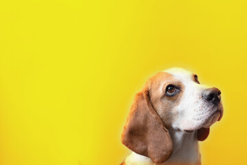 Portrait of a sweet adorable beagle dog on a bright yellow background. Breed of small hounds....