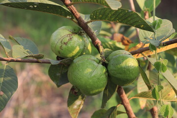 Guava is a delicious and very useful fruit and high in vitamin C.