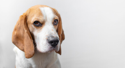 Portrait of a sweet adorable beagle dog on a bright gray background. Breed of small hounds. English tricolor beagle. Happy pet dog studio shot. Cute serious adult beagle