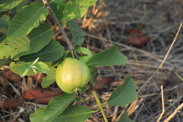 Guava is a delicious and very useful fruit and high in vitamin C.