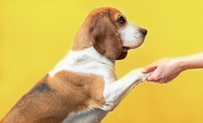 Portrait of a cute adorable beagle dog on a bright yellow background. Breed of small hounds....