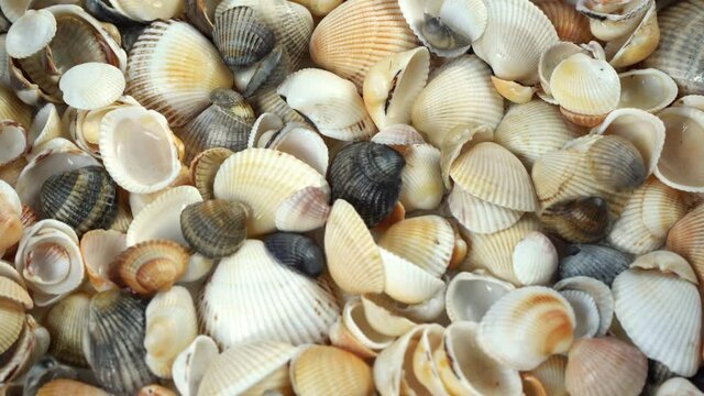 Seashells top view. Shell close-up. Ocean coast. Summer pattern from seashells. 

