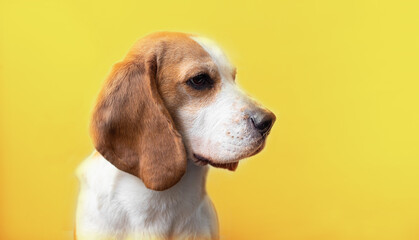 Portrait of a sweet adorable beagle dog on a bright yellow background. Breed of small hounds. English tricolor beagle. Happy pet dog studio shot. Cute serious adult beagle