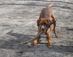 Dog playing with stick