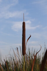 Seed and flower of Typha angustifoli plant.