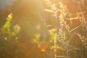summer natural background. field of grassy field grasses - bluegrass in contour light of sun.