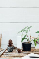 House plants on the pot and pine on jar and notebook pen on wooden table with white wall in the morning.Vertical