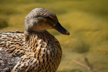 Mallard (Anas platyrhynchos) ducks male and female
