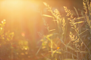 summer natural background. field of grassy field grasses - bluegrass in contour light of sun.
