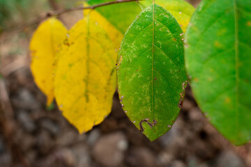 Column of yellow green leaves