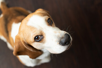 Portrait of a sweet adorable beagle dog on a dark brown background. Breed of small hounds. English tricolor beagle. Happy pet dog indoor shot. Cute serious adult beagle