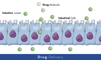 Illustration of drug absorption by intestinal epithelial cells. - obrazy, fototapety, plakaty