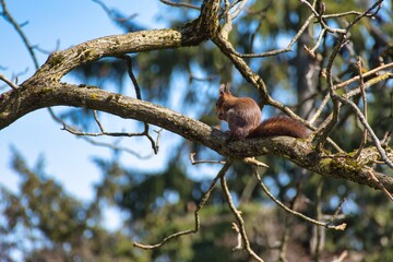 Red Squirrel sitting with a nut on the branch of a tree in Zurich, Switzerland