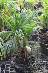 coconut trees planted in pots ,beautiful as an ornamental plant