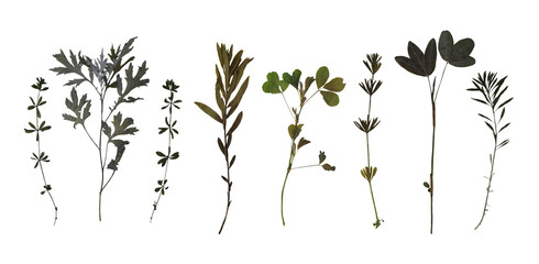Dry pressed wild plants isolated on white background. Botanical collection