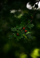 Red hawthorn berries with a dark background.