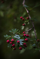 Obraz premium Red hawthorn berries with a dark background.