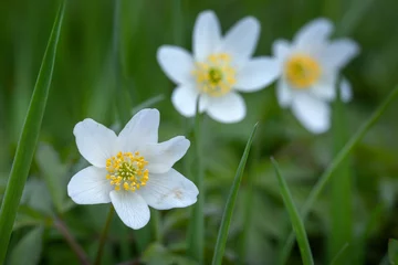 Foto op Plexiglas Wood anemone. Grove wildflower. Bos anemoon. Forest. Spring. Rheebruggen Uffelte Drenthe Netherlands. © A