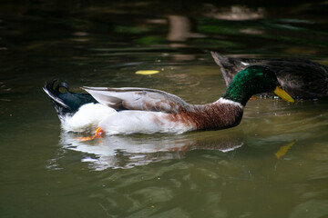 Mallard (Anas platyrhynchos) ducks male and female
