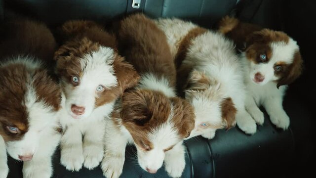Top view of Funny puppies passengers cars traveling near