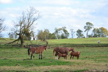 Fototapeta na wymiar Horses on a farm field