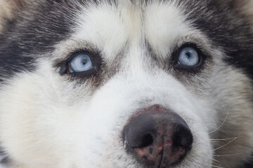 Portrait of a gray husky dog with blue eyes, looking into the eyes of a man