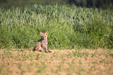 Naklejka na ściany i meble wildlife and wild animals, young red fox on a green meadow