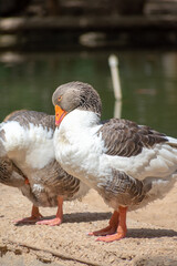 Mallard (Anas platyrhynchos) ducks male and female

