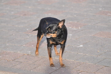Russian Toy Terrier Looks Into the Distance