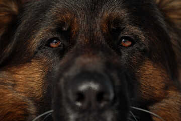 german shepherd dog