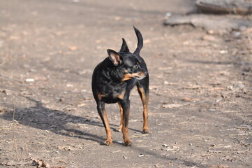 Russian Toy Terrier Looks Into the Distance