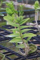 Orchid seedlings on a plant nursery in the orchid farm.