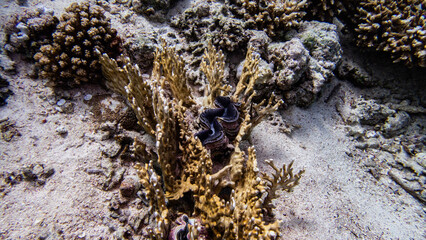 Underwater photography of a liveaboard diving trip in the Red Sea (Egypt)