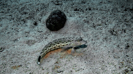 Underwater photography of a liveaboard diving trip in the Red Sea (Egypt)