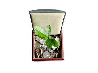 Money coins in mini box with tree growing, business and finance concept, isolated on white background