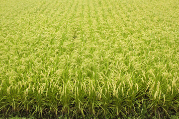 新潟県魚沼地域の田園風景