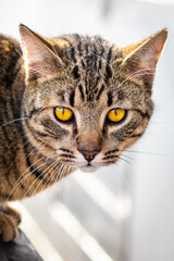 Beautiful mackerel tabby cat